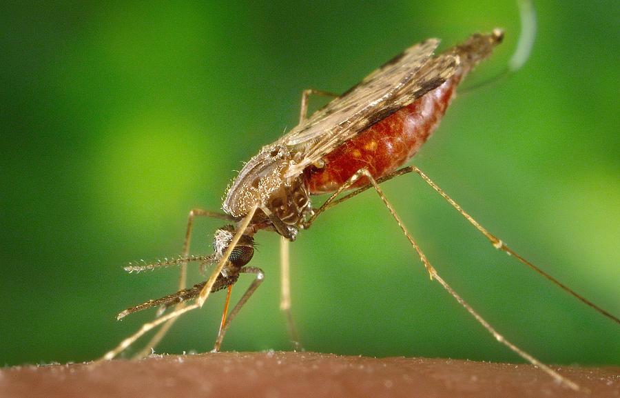 anopheles-Credit-Everett, FineArtAmerica.jpg